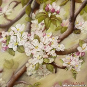 Fleurs de pommier